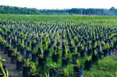 Oil palm plantation, Borneo, Indonesia
