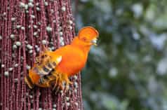 Orange Guianan cock-of-the-rock
