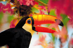 A tucan in midst of colorful flowers