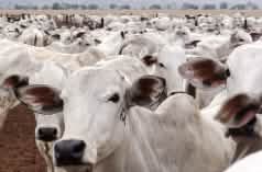 Cattle herd in Mato Grosso