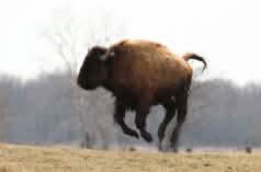 Bison