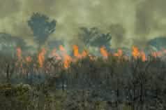 Fire in the Brazilian Amazon rainforest