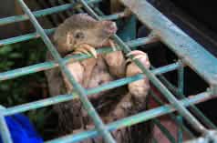 Pangolin in a cage at the Riau Natural Resource Conservation Centre, Indonesia