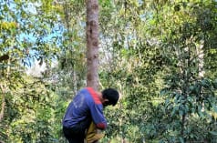 Benzoin tree in North Sumatra (Styrax benzoin)