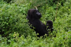 Gorilla mother and baby in Virunga