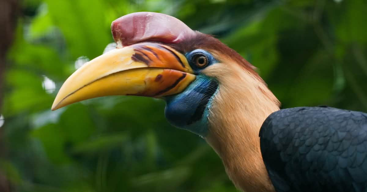 WILDLIFE Wounded Bird Records メロハー Vulture safe zone across south Indian states mooted