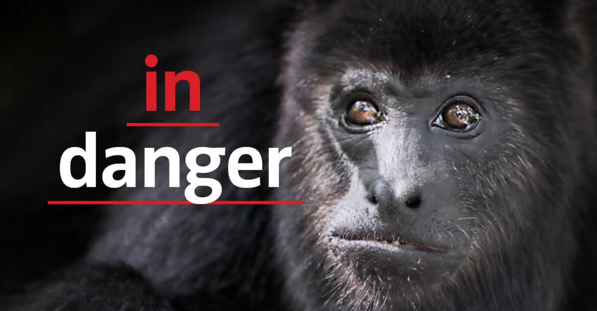 Netflix: stop threatening the lives of howler monkeys! - Rainforest Rescue