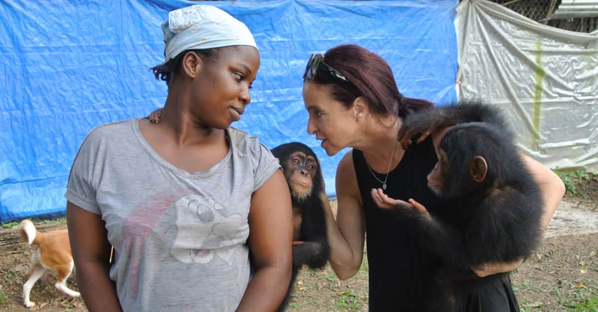 A sanctuary for orphaned chimpanzees - Rainforest Rescue - Rainforest ...