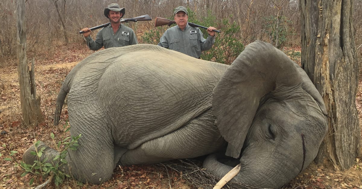 Botswana Reinstate The Ban On Elephant Hunting Rainforest Rescue