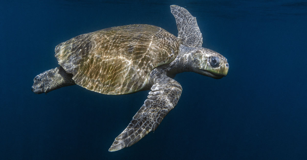Save Malaysia S Sea Turtles Rainforest Rescue