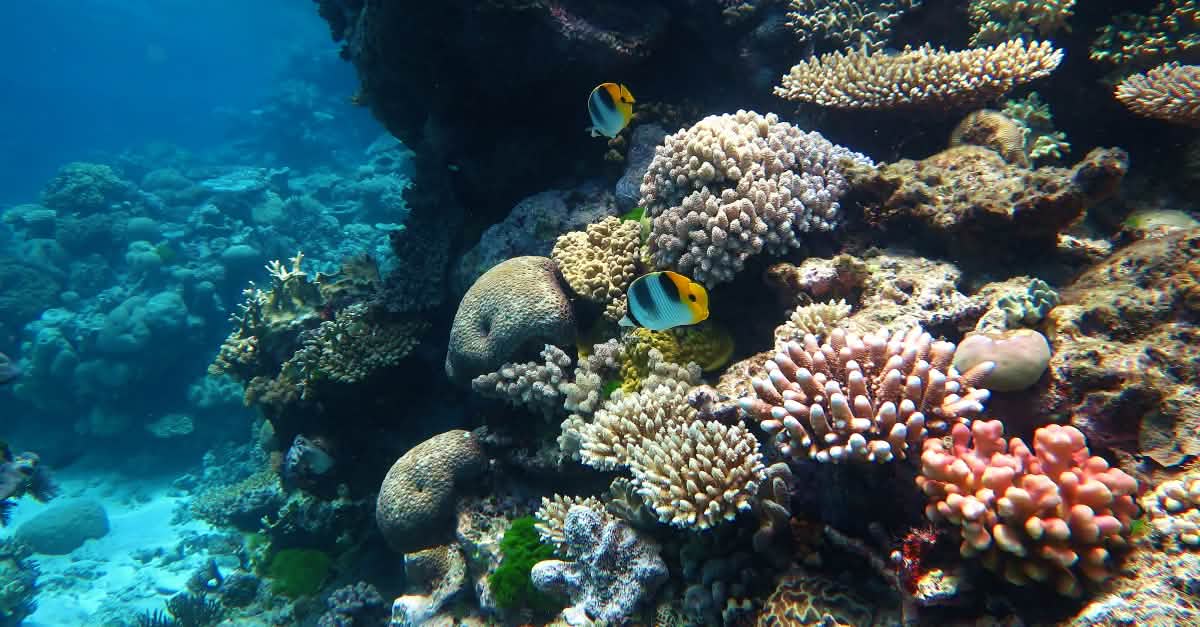 Don T Trash Coral Reefs For The Cruise Industry Rainforest Rescue