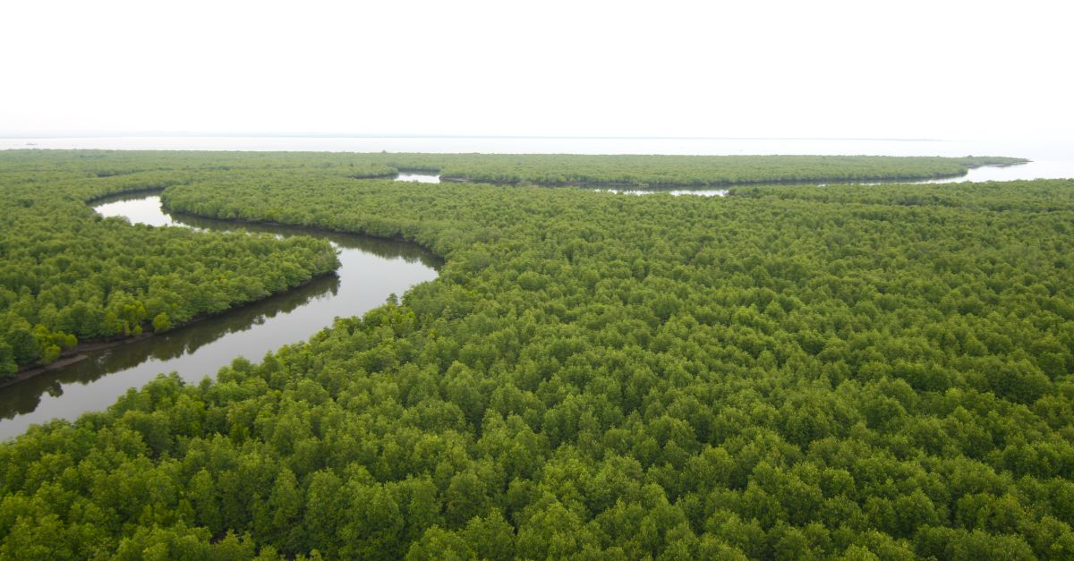 Protecting Swmps Mangroves, peat bogs, swamps: protecting Aceh’s wetlands - Rainforest ...