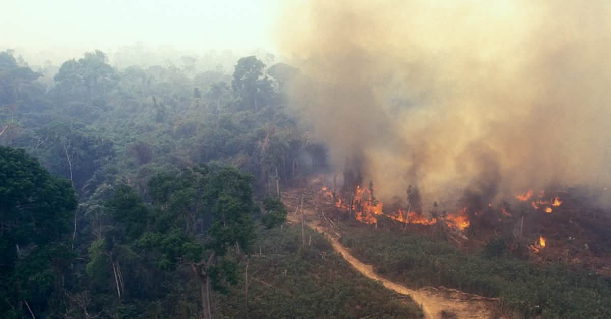 Eu Mercosur Free Trade Fueling The Forest Fire Rainforest Rescue