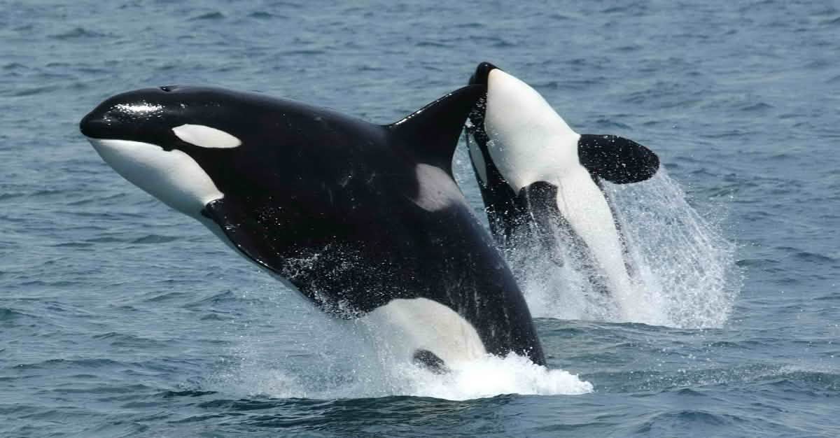 Orcas can breathe easier: court stops tar sand oil pipeline