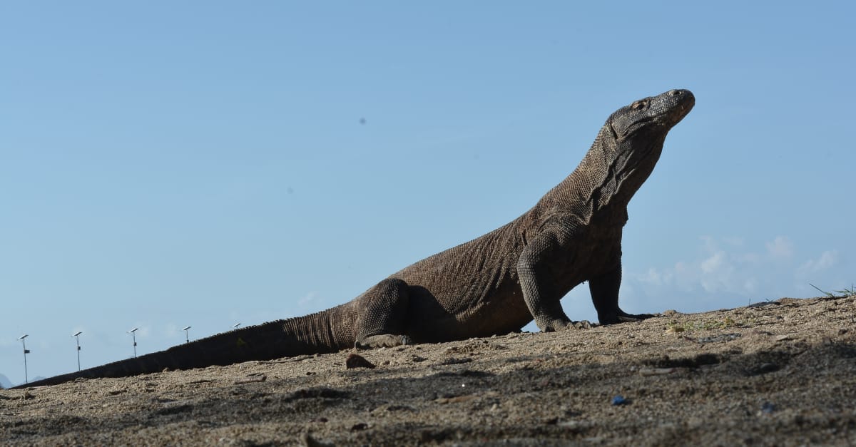 Indonesia: climate crisis threatens Komodo dragons - Rainforest Rescue
