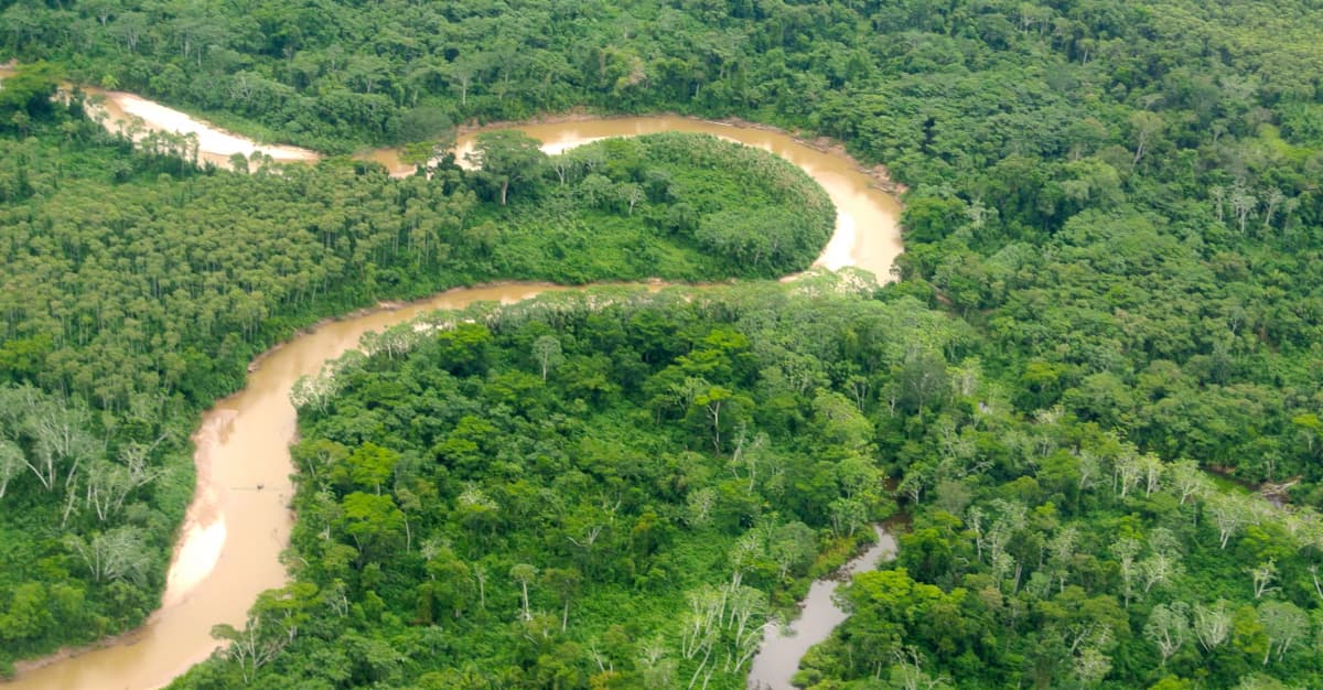 Some tropical rainforest leaves are becoming so hot they are unable to  photosynthesise, study finds, Climate News