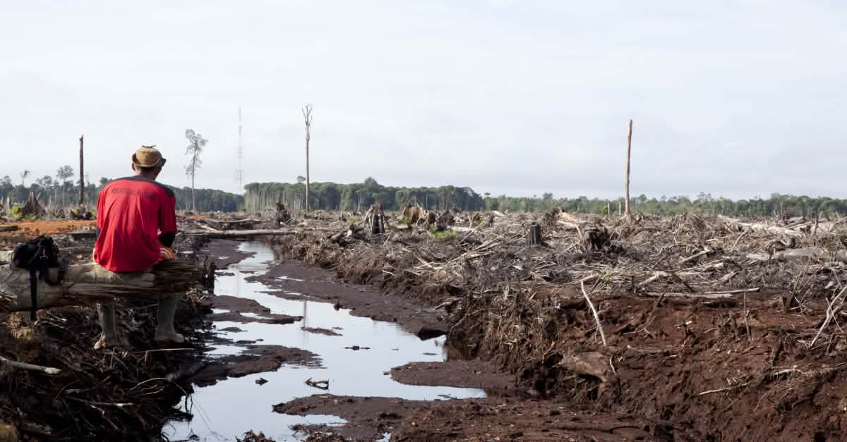 Palm oil – deforestation for everyday products - Rainforest Rescue