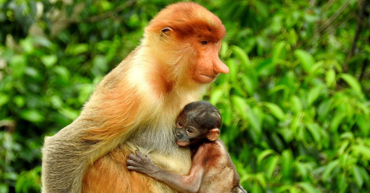 Proboscis monkey