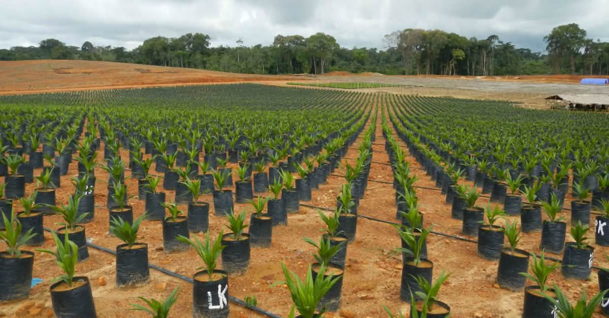 Questions and answers about palm oil - Rainforest Rescue - Rainforest Rescue