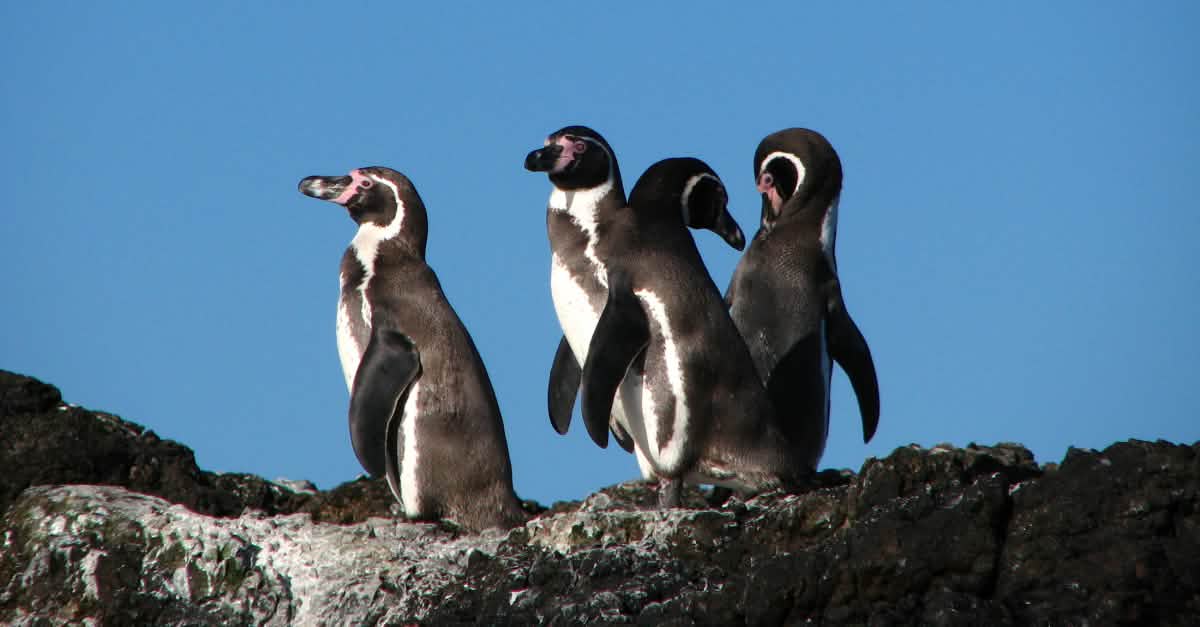 Chile: give Humboldt penguins the protection they need! - Rainforest Rescue