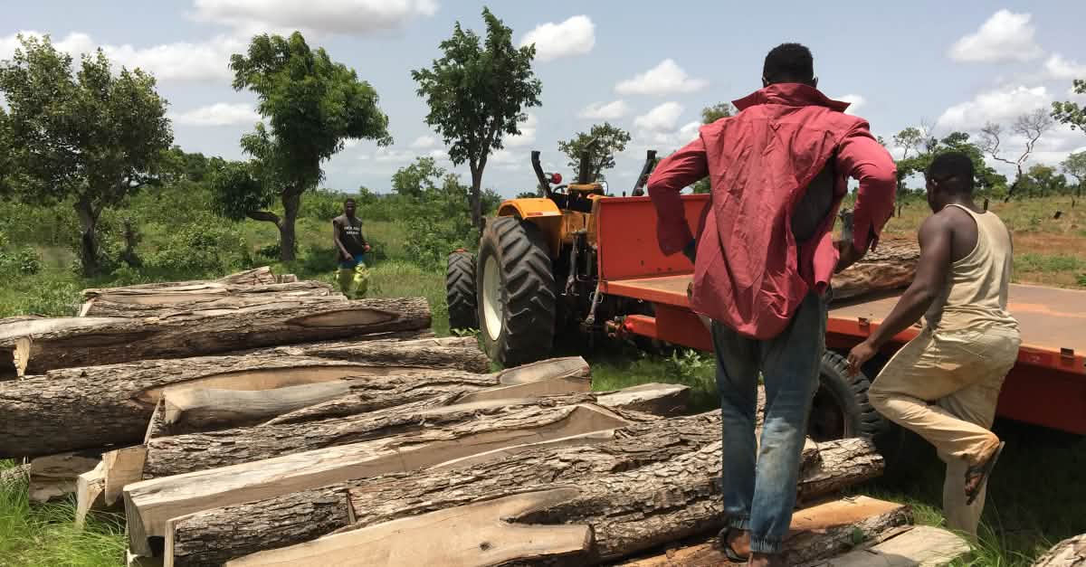 Ghana: Hands off of endangered rosewood! - Rainforest Rescue