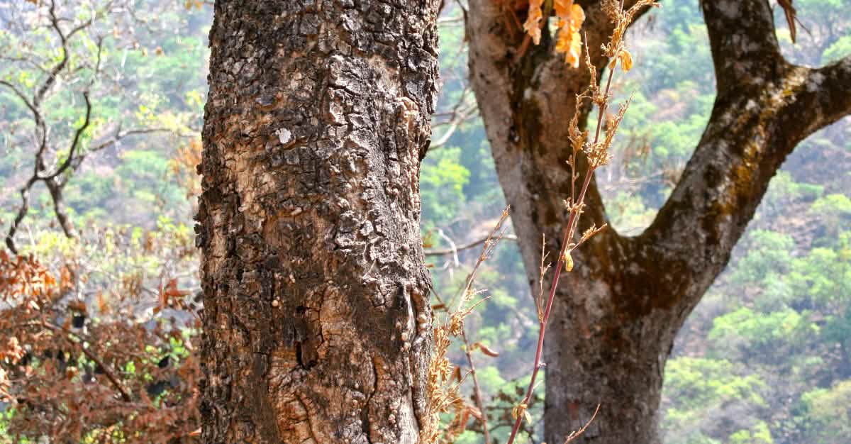 Protecting the forest with ancient rites and a radio program ...