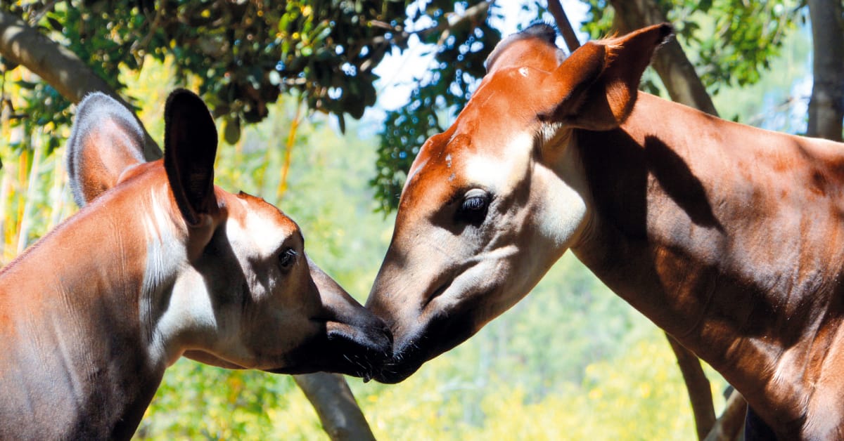 Protect the world's last okapis from gold mining! - Rainforest Rescue Protect the world's last okapis from gold mining! - Rainforest Rescue