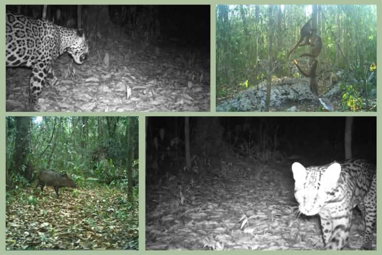 Wildlife images from camera traps