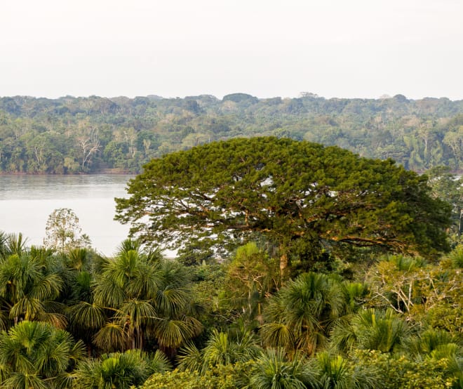 Forest and river in Yasuní National Park