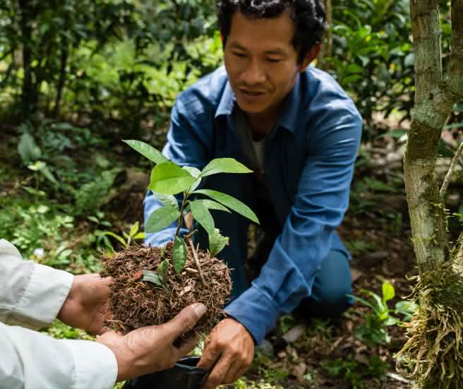 Medicinal plants such as Brunfelsia grandiflora (sapling in the picture) play an important role in the traditional medicine of the indigenous peoples in the Amazon region. (© Magnus Arrevad) Afforestation in the rainforest