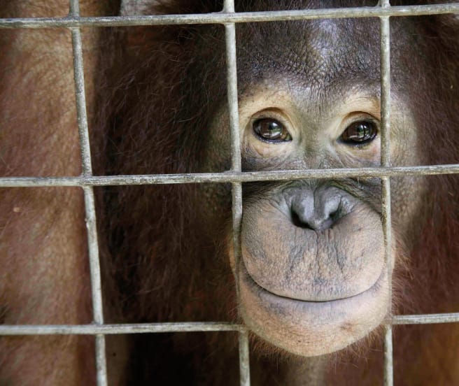 Orangutan looks out of cage