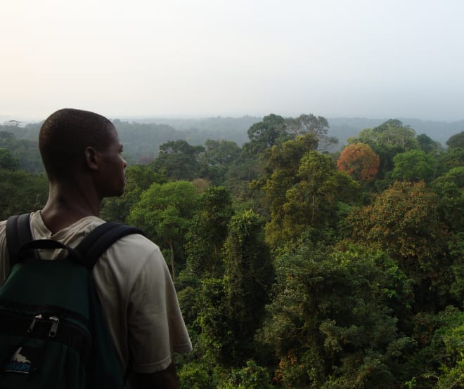 Rainforest south of Korup National Park, Cameroon