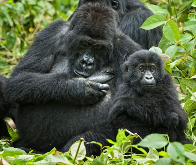 Gorilla with infant