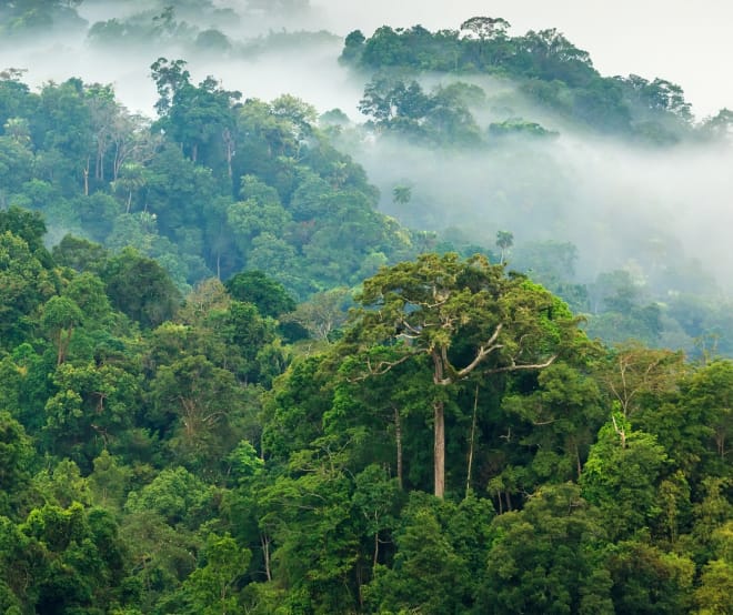 Rainforest in the morning mist