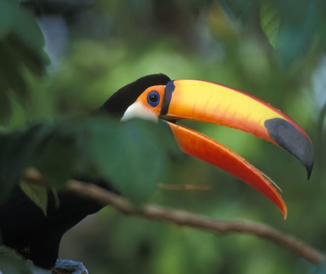 A giant toucan sitting on a branch in the rainforest