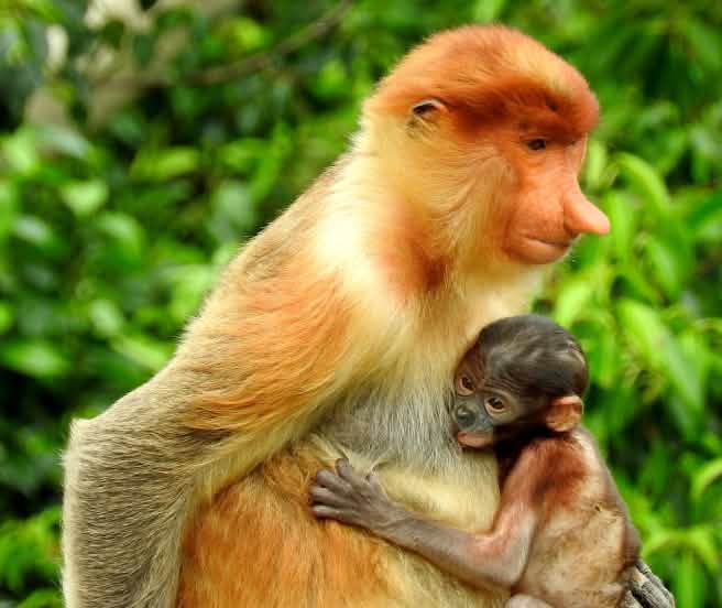 Proboscis monkey and baby