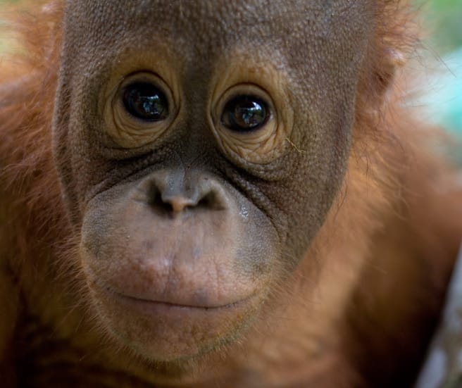 Orangutan portrait
