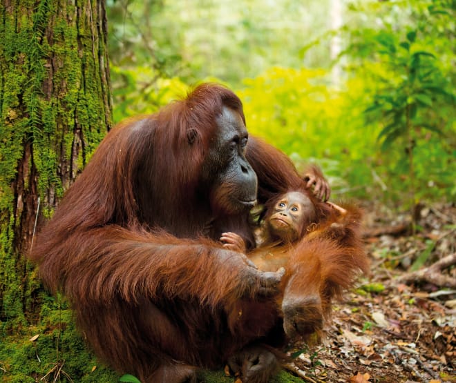 Orangutan mother and infant