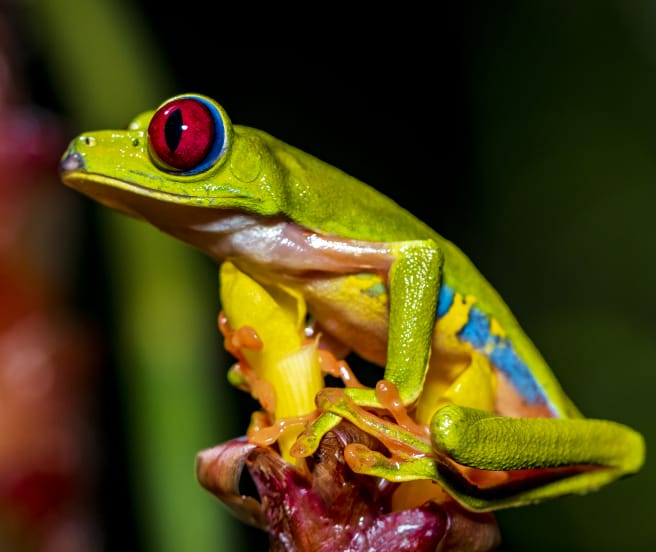 A colorful red-eyed tree frog sitting on a flower