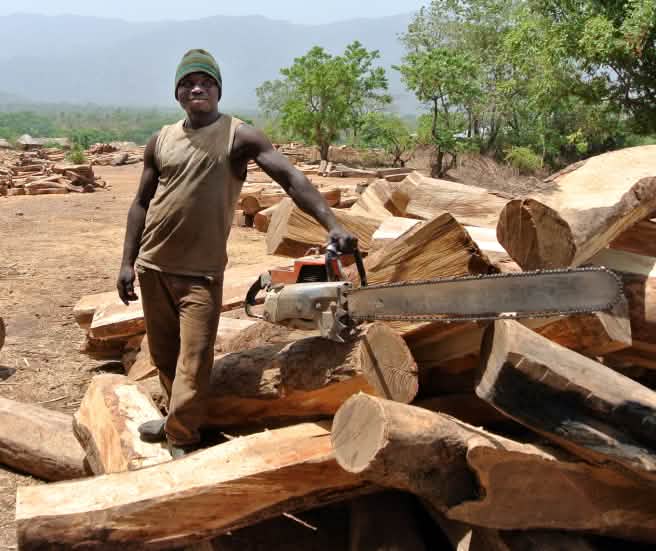 Logger with chainsaw and rosewood logs in Nigeria