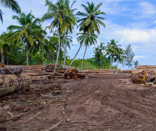 Logs under palms
