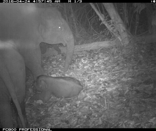 A sensation: the birth of a Borneo pygmy elephant recorded by a camera trap (© RFF) Birth of an elephant in Sabah