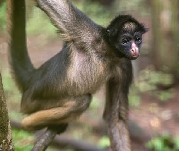 A white-bellied spider monkey on a tree