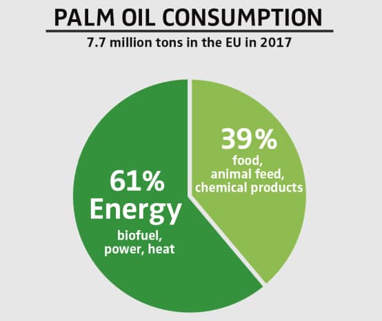 Palm oil – deforestation for everyday products - Rainforest