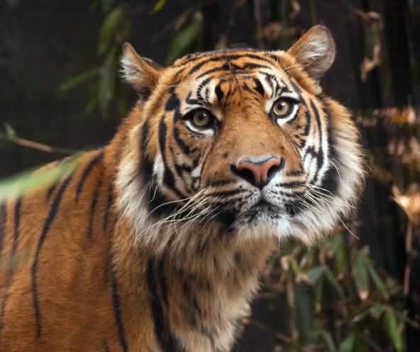 Sumatran tiger