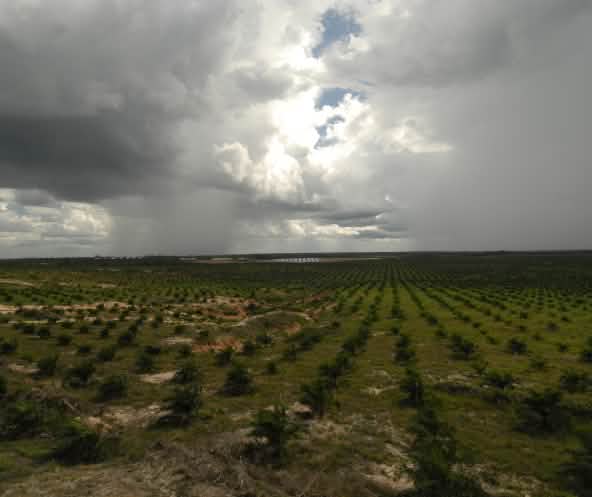 young oil palm seedlings, Borneo