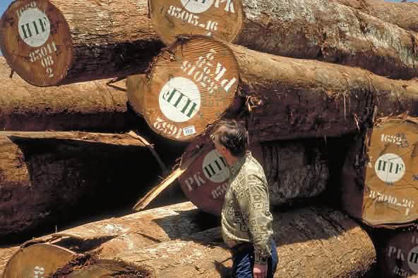Stacks of illegally logged tree trunks