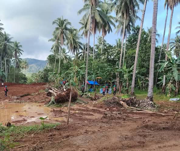 Coconut plantation being destroyed with palms that have been uprooted