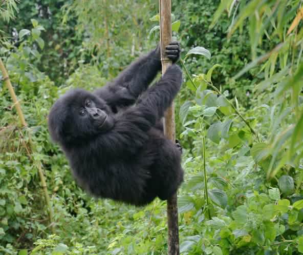 A young mountain gorilla climbing bamboo