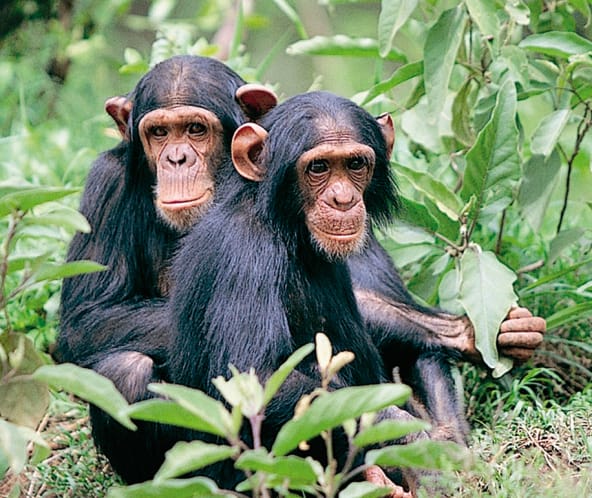 Two chimpanzees